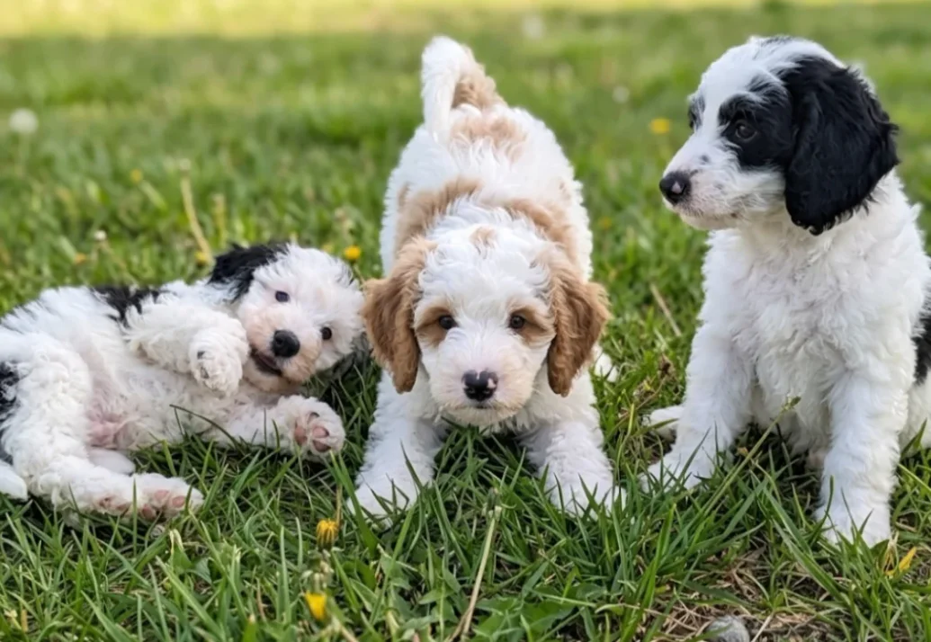 Foster Application