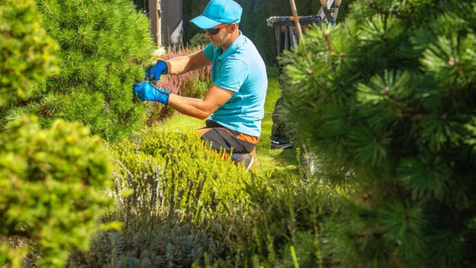 Tree Pruning Billings