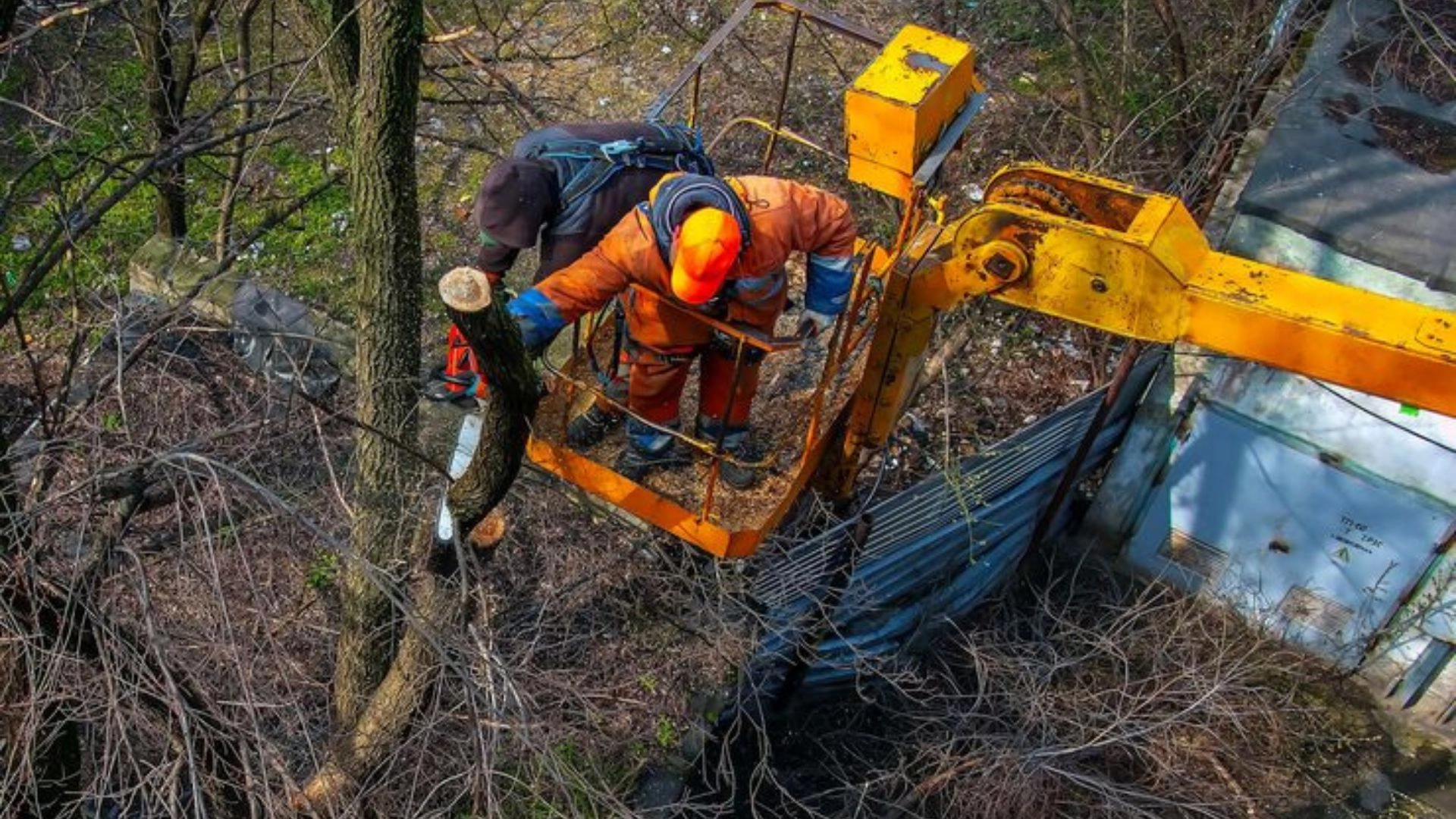 Tree Removal Company