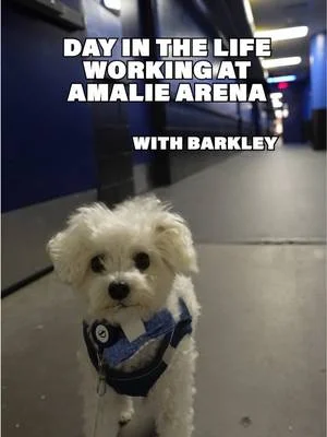 dog day content - BIA x TBL